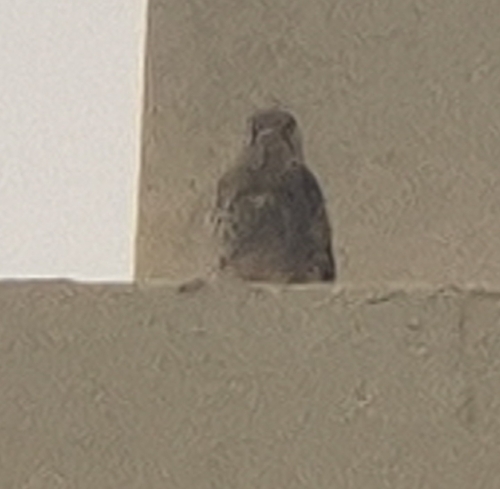 Eurasian Kestrel