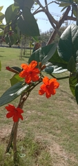 Cordia sebestena
