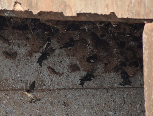 Preuss's Swallow