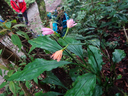 Calanthe mishmensis, photograph 4