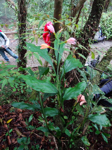 Calanthe mishmensis, photograph 5