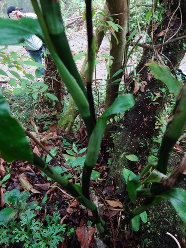 Calanthe mishmensis, photograph 6