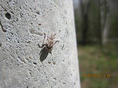 Polydrusus tereticollis