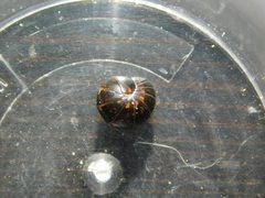 Glomeridae
