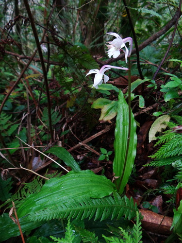 Image of Calanthe Arisanensis (Calanthe arisanensis) by (c) 呂一起(Lu i-chi), some rights reserved (CC BY)