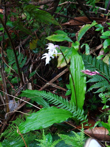 Image of Calanthe Arisanensis (Calanthe arisanensis) by (c) 呂一起(Lu i-chi), some rights reserved (CC BY)