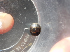 Glomeridae