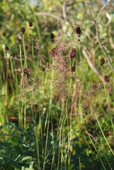 Poa alpigena