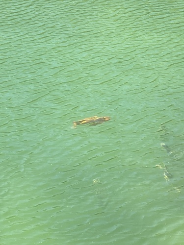 Cyprinus rubrofuscus