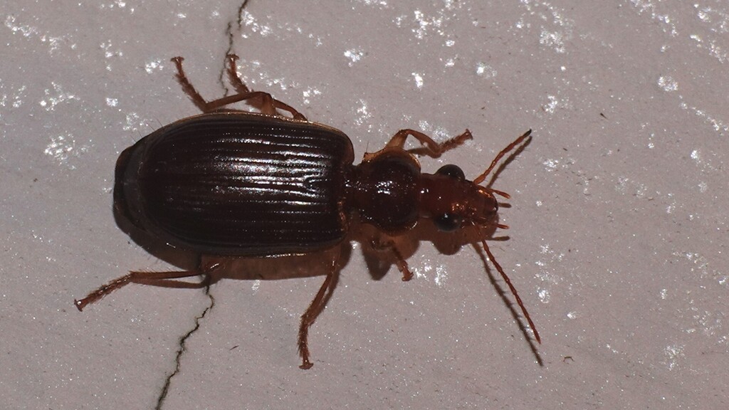 Orionella kathmanduensis