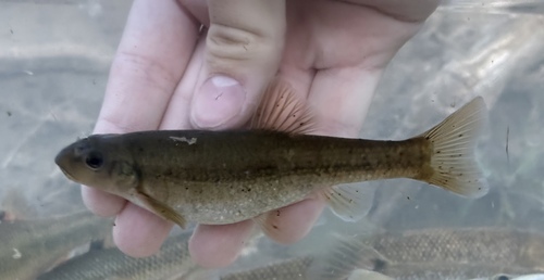 Eastern tonguetied minnow (Exoglossum laurae) — Cyprinidae — 3