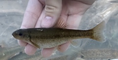 Tonguetied Minnow photo 3
