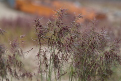 Poa alpigena