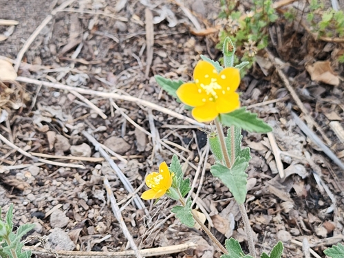 Baja California stickleaf (Mentzelia adhaerens)