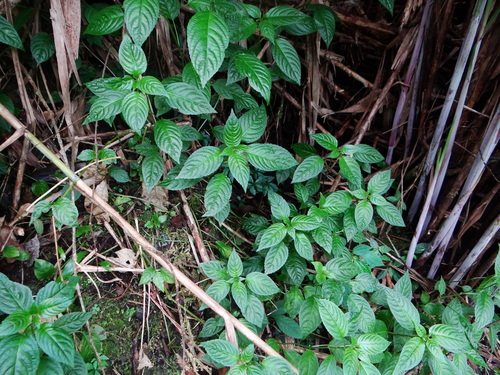 Image of Mercurialis leiocarpa by (c) 呂一起(Lu i-chi), some rights reserved (CC BY)