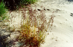 Poa alpigena
