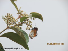 Danaus chrysippus alcippus