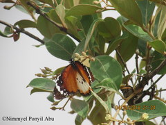 Danaus chrysippus alcippus