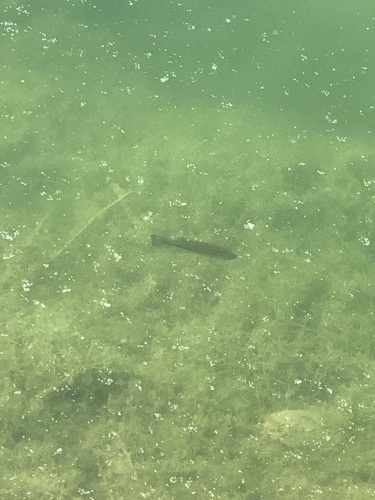 Micropterus nigricans