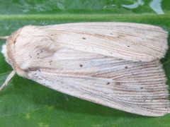 Mythimna radiata