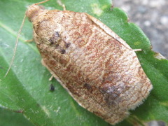 Choristoneura longicellana