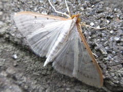 Palpita nigropunctalis