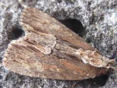 Dipterygina cupreotincta