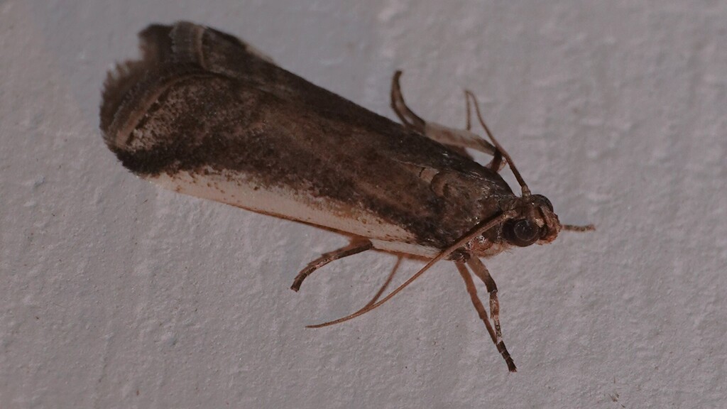 Assara albicostalis