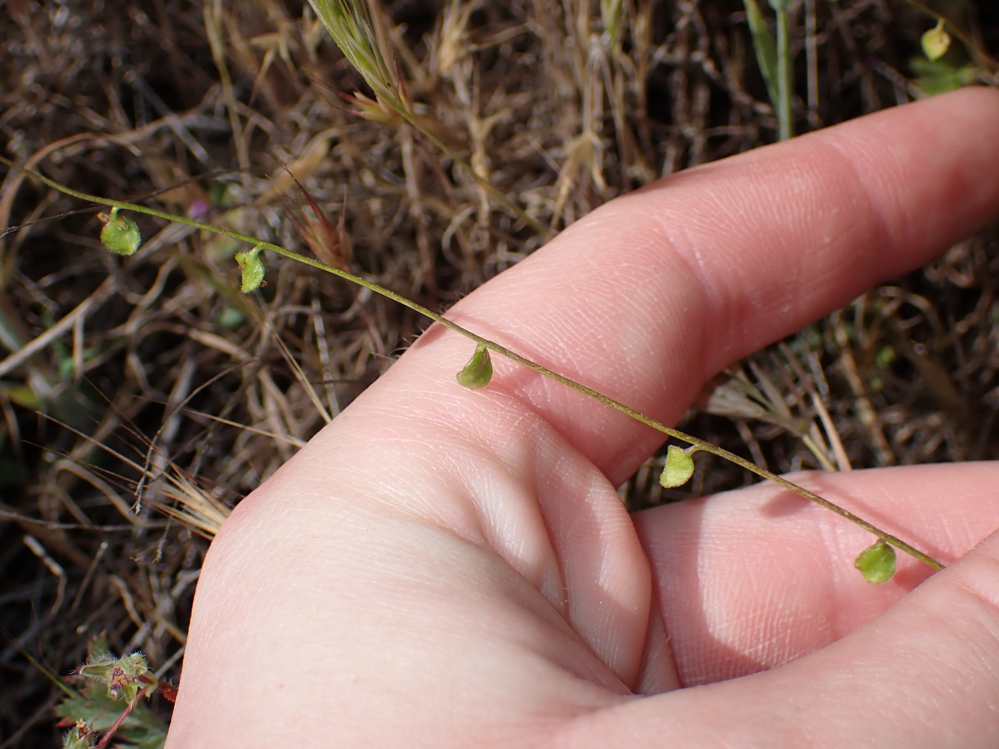 Ladies-Tongue Mustard (Athysanus unilateralis)