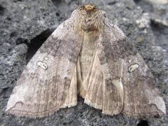 Tethea ampliata