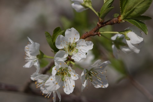 Prunus salicina observed 2026-04-04