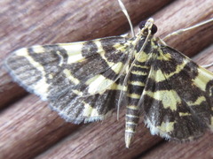 Piletocera luteosignata
