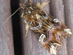 Callopistria duplicans