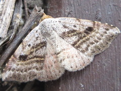 Perynea subrosea