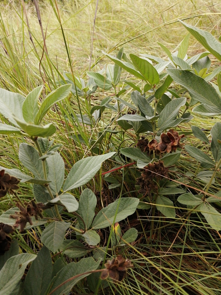 Eriosema naviculare