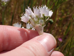 Allium howellii, photograph (c) harrier, some rights reserved (CC BY)
