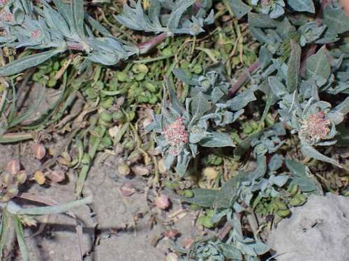Ballscale (Atriplex fruticulosa)