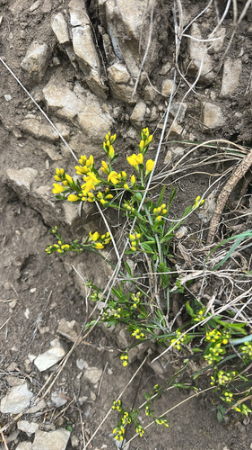 Genista januensis, photograph 4