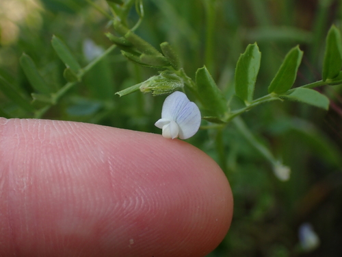 Hasse vetch (Vicia hassei)