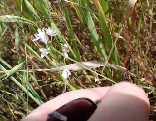 Lemmon's mustard (Caulanthus anceps)