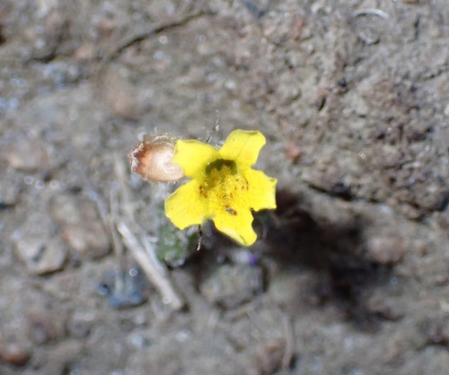 Dudley's monkeyflower (Erythranthe geniculata)