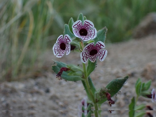 calico monkeyflower (Diplacus pictus)