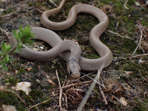 Ring-Headed Dwarf Snake