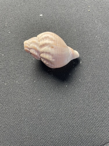 Buccinum undatum