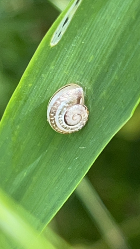 Eobania vermiculata
