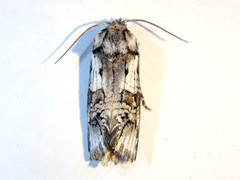 Archaeoses polygrapha