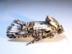 Archaeoses polygrapha
