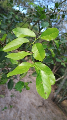 Cynophalla retusa observed 2026-04-04