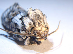 Archaeoses polygrapha
