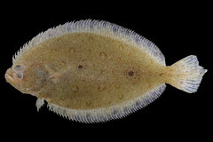 Neglected Flounder photo 1